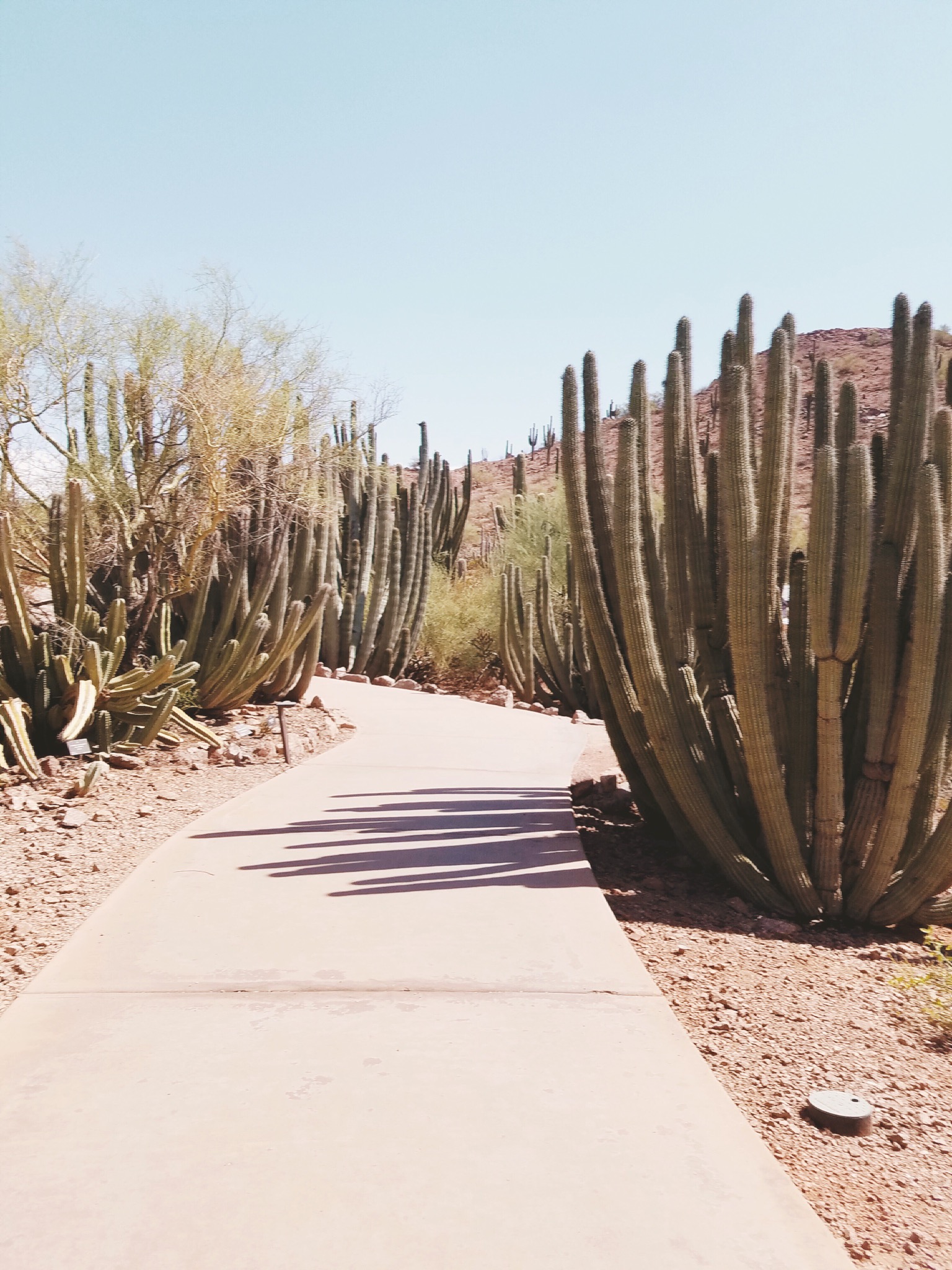 Desert Botanical Garden Path