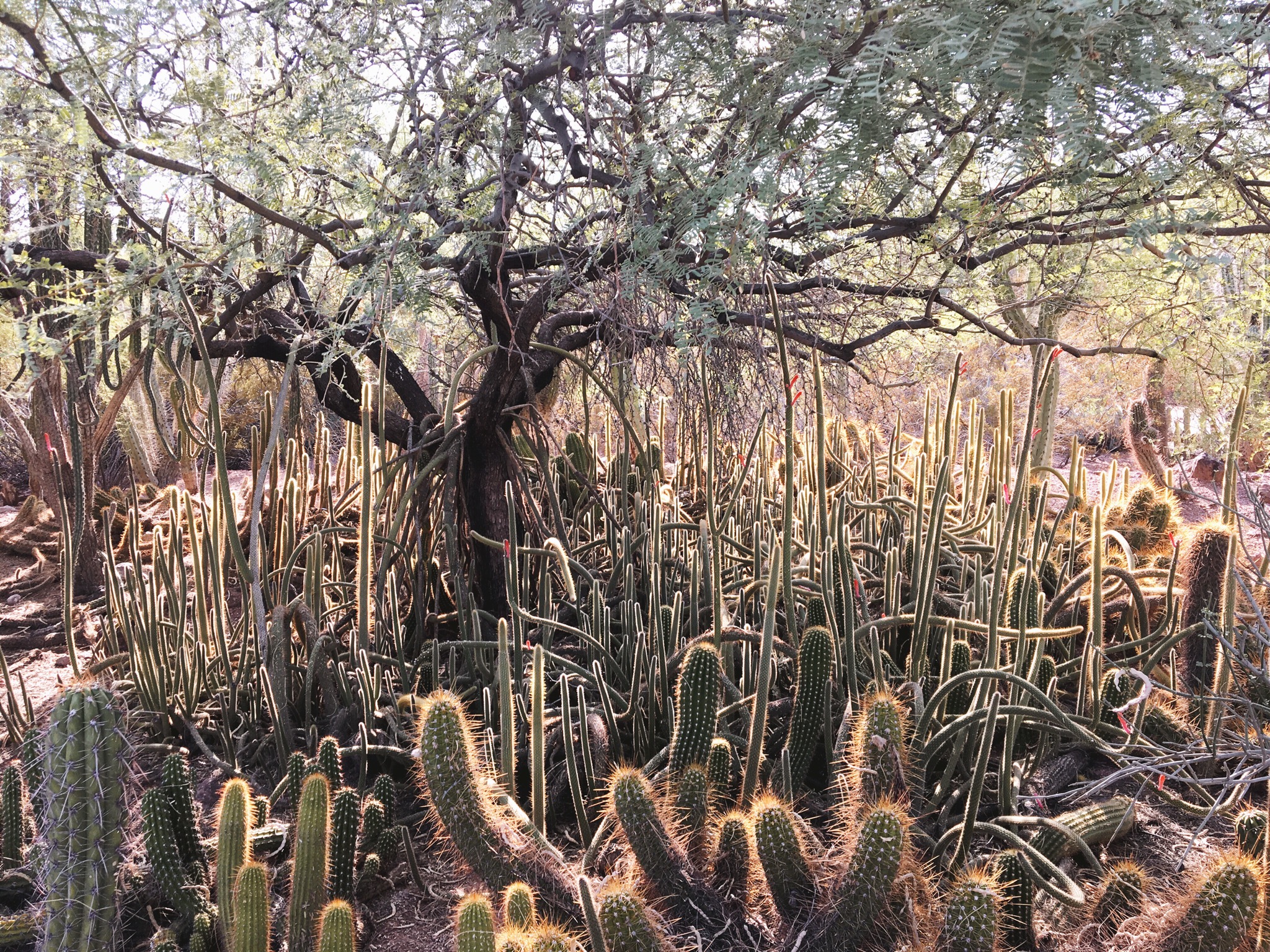 Cacti glowing in sunlight