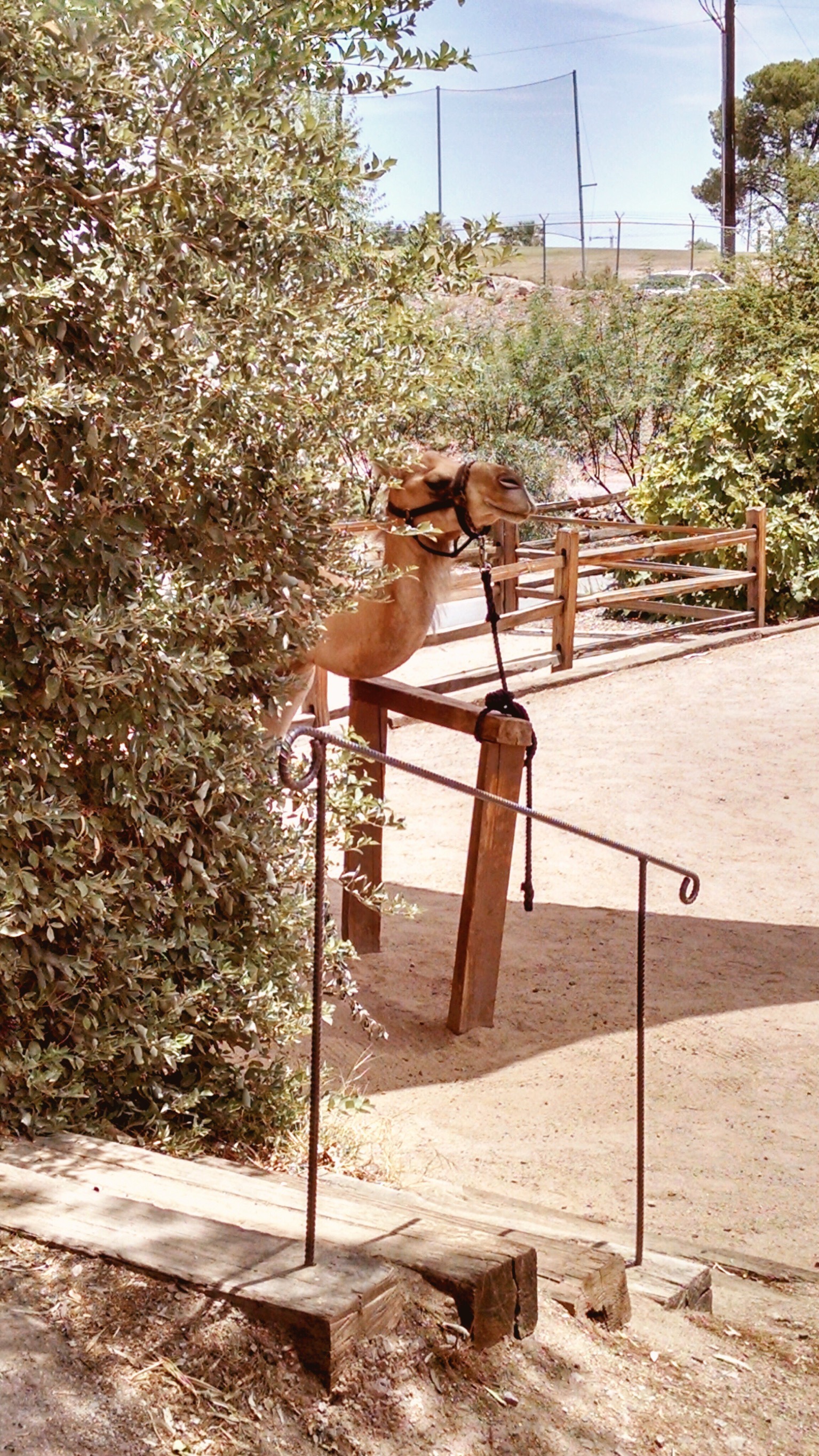 Camel at the Phoenix Zoo