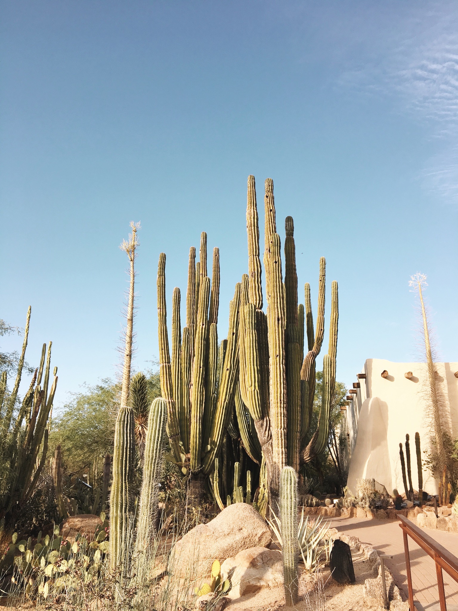 Original Garden Cacti