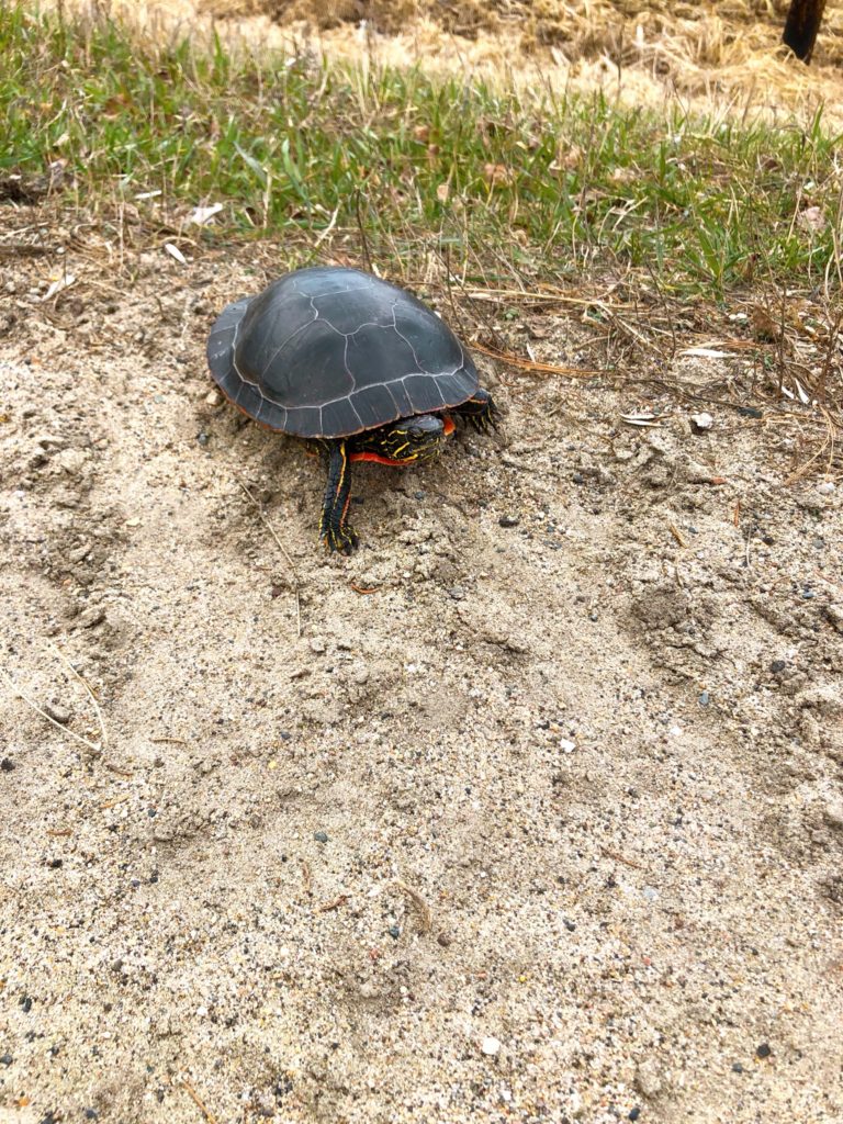 Painted Turtle