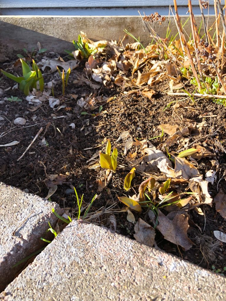 Tulips coming out of the ground